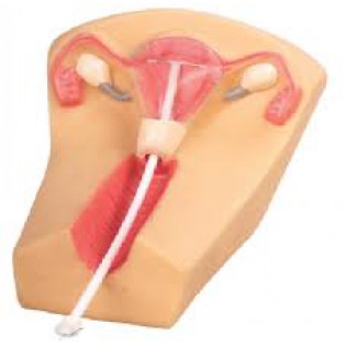 Wellton Healthcare IUD Training Simulator Medical Models