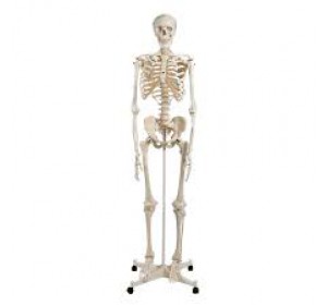 Wellton Healthcare Human Skeleton Medical Models