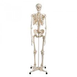 Wellton Healthcare Human Skeleton Medical Models