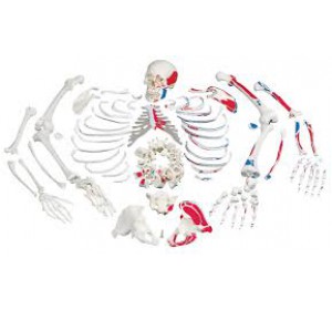 Wellton Healthcare Disarticulated Painted Skeleton Medical Models