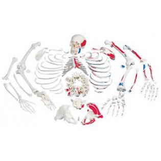 Wellton Healthcare Disarticulated Painted Skeleton Medical Models