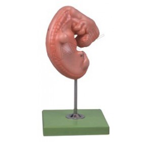 Wellton Healthcare Embryo Medical Models