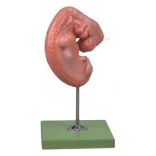 Wellton Healthcare Embryo Medical Models