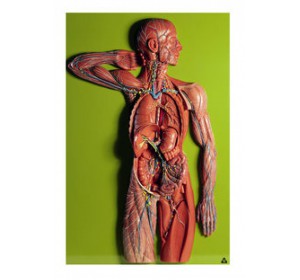 Wellton Healthcare Lymphatic System Medical Models