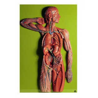 Wellton Healthcare Lymphatic System Medical Models Wellton Healthcare Lymphatic System Medical Models