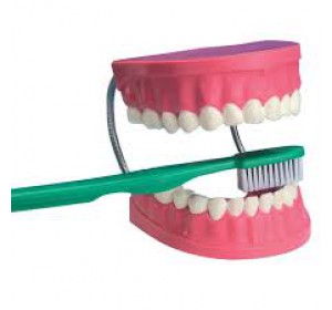 Wellton Healthcare Dental Care Medical Models