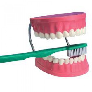 Wellton Healthcare Dental Care Medical Models