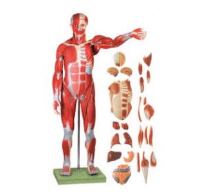 Wellton Healthcare Male Muscle Figure Medical Models