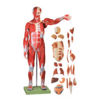 Wellton Healthcare Male Muscle Figure Medical Models