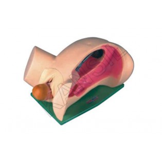 Wellton Healthcare Leopold Maneuvers Simulator Medical Models