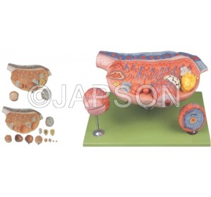 Wellton Healthcare Ovary Medical Models