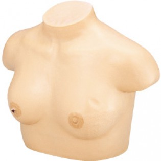 Wellton Healthcare Breast Inspection Medical Models