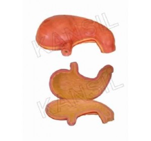 Wellton Healthcare Stomach Model Medical Models