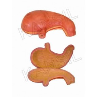 Wellton Healthcare Stomach Model Medical Models Wellton Healthcare Stomach Model Medical Models