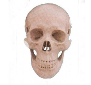 Wellton Healthcare Human Skull Dx Medical Models