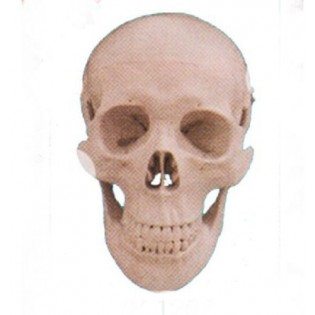 Wellton Healthcare Human Skull Dx Medical Models