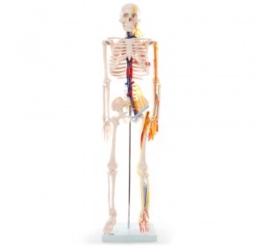 Wellton Healthcare Mini Skeleton Medical Models Standard