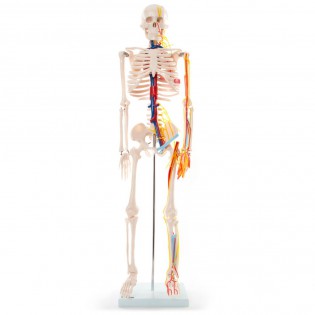Wellton Healthcare Mini Skeleton Medical Models Standard Wellton Healthcare Mini Skeleton Medical Models Standard