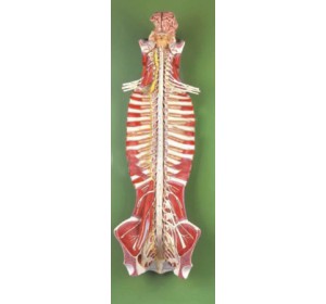 Wellton Healthcare Spinal Cord in the Spinal Canal Medical Models