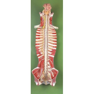 Wellton Healthcare Spinal Cord in the Spinal Canal Medical Models Wellton Healthcare Spinal Cord in the Spinal Canal Medical Models