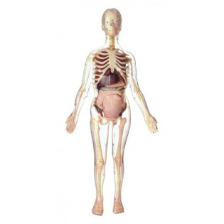 Wellton Healthcare Visible Expectant Mother Anatomy Kit Medical Models Wellton Healthcare Visible Expectant Mother Anatomy Kit Medical Models